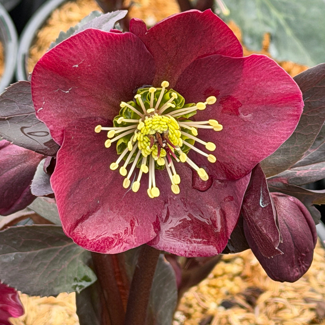 Vibey Velvet Lenten Rose |Spotswood Greenery