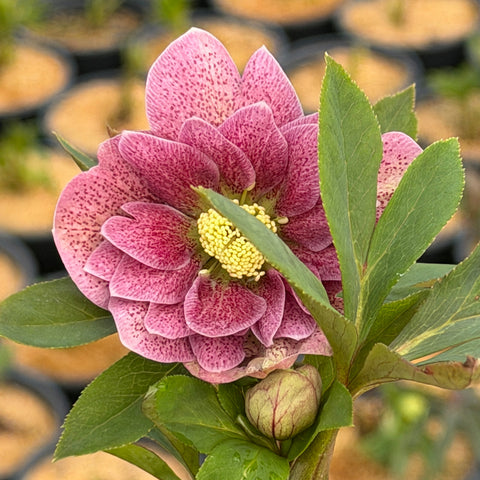 Wedding Party Mixed lenten rose |Spotswood