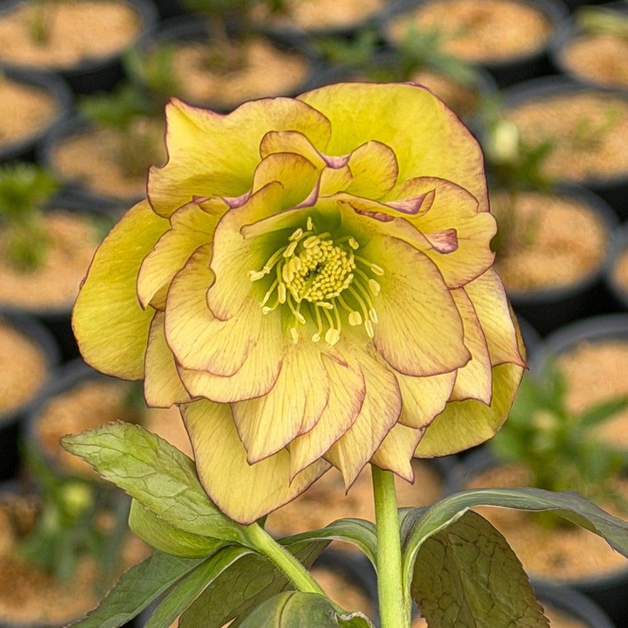 Wedding Party Mixed lenten rose |Spotswood