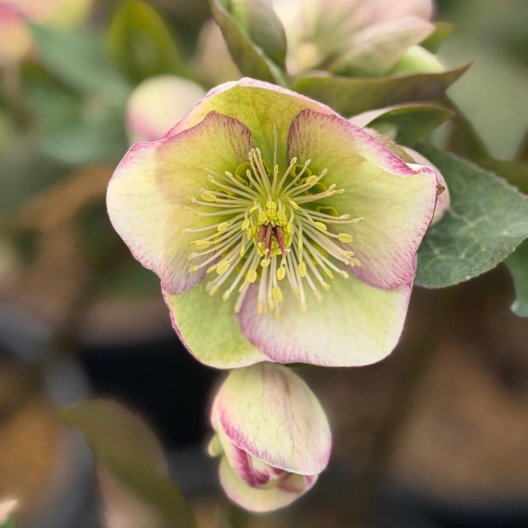 Glenda's Gloss lenten Rose |Spotswood
