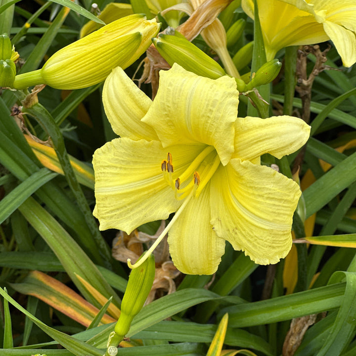 Going Bananas Daylily