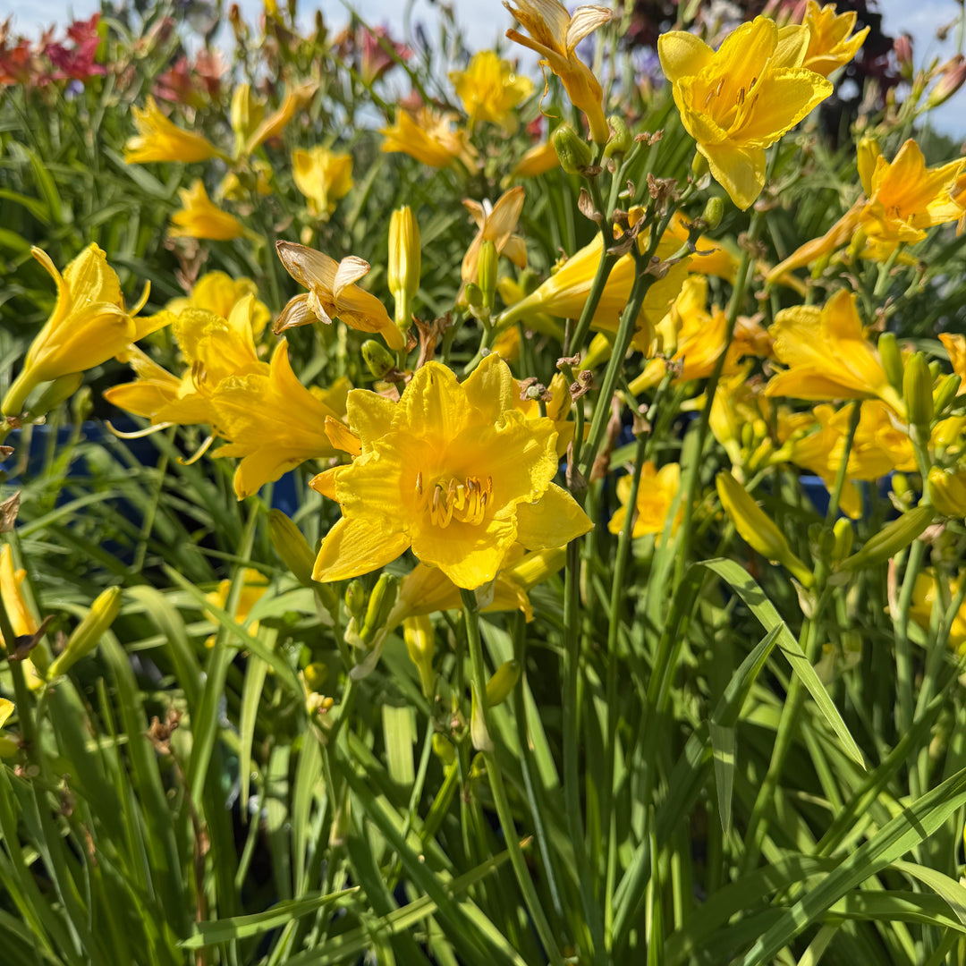Happy Returns daylily in bloom |Spotswood Greenery