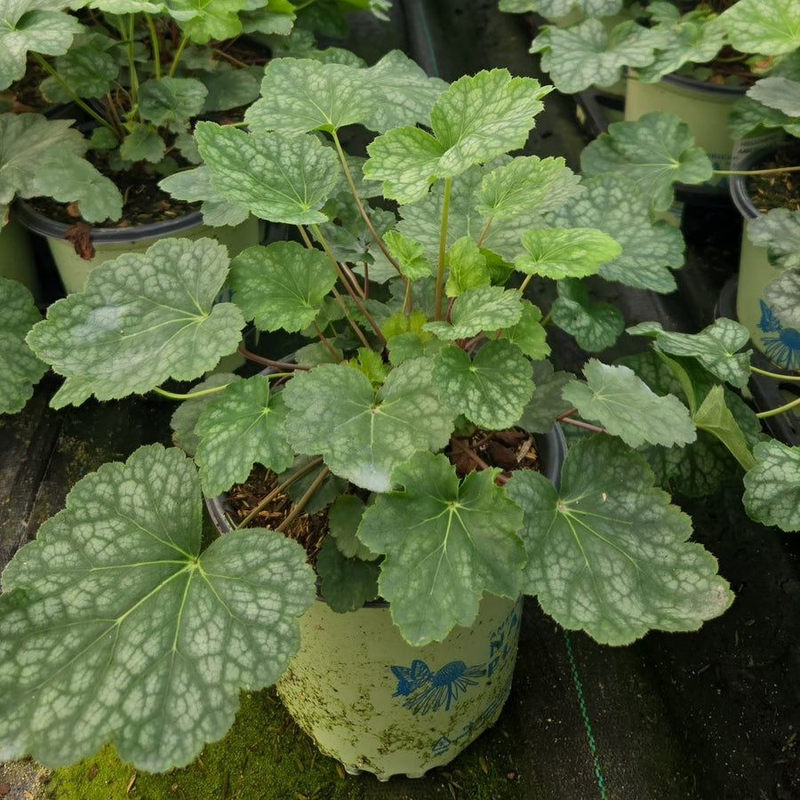 american alumroot