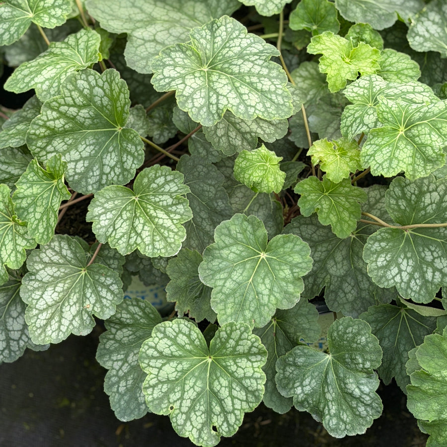 american alumroot |Spotswood Greenery
