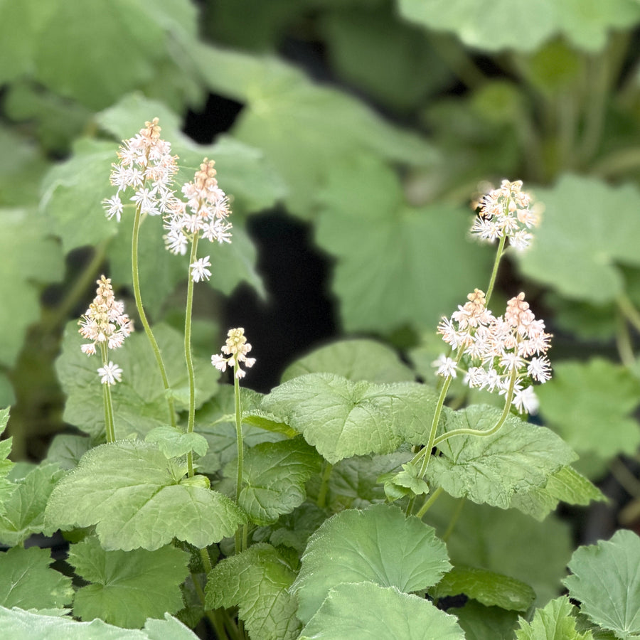 Autumn Bride Coral Bells |Spotswood Greenery