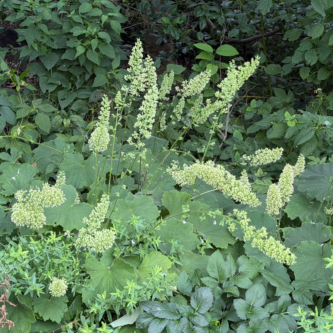 Autumn Bride Coral Bells |Spotswood Greenery