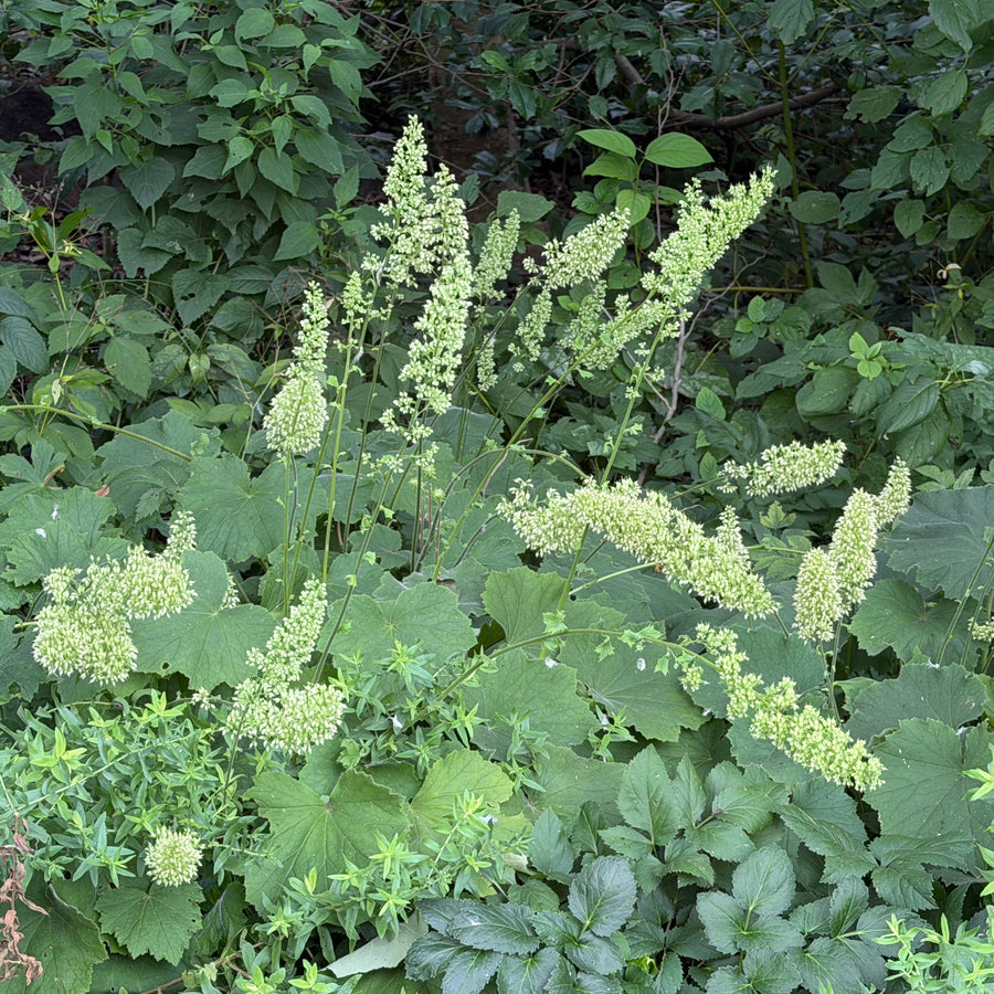 Autumn Bride Coral Bells |Spotswood Greenery