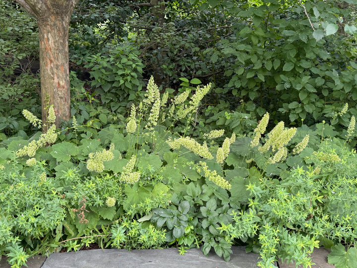 Autumn Bride Coral Bells |Spotswood Greenery