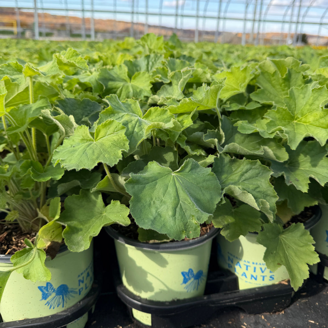 Autumn Bride Coral Bells