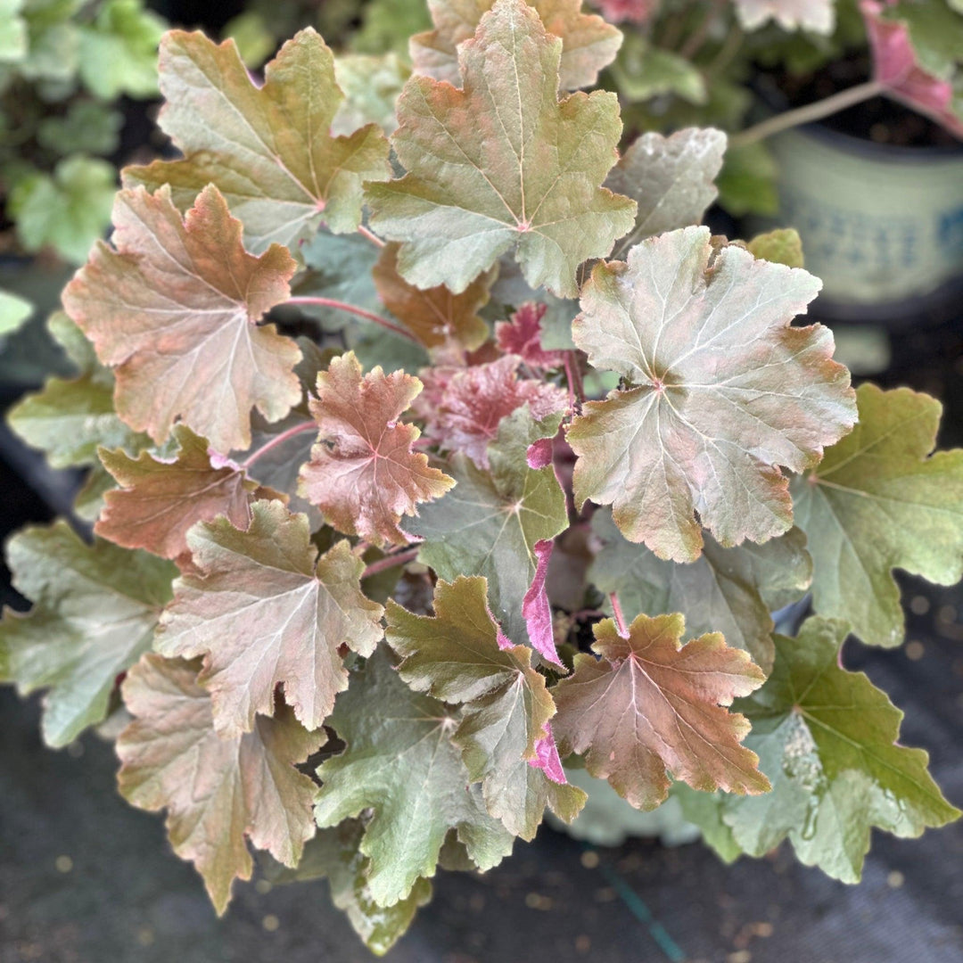 Bronze Wave Coral Bells
