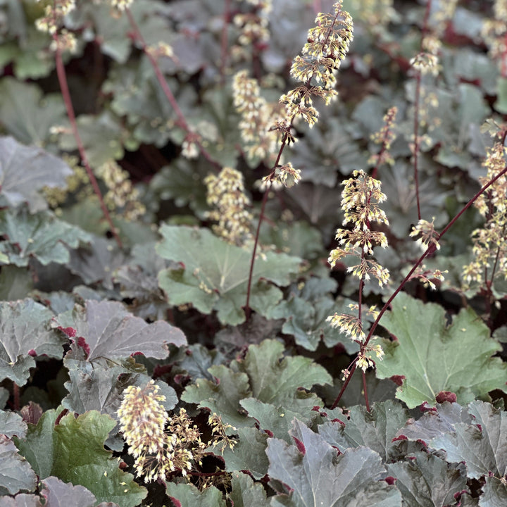 Bronze Wave Coral Bells