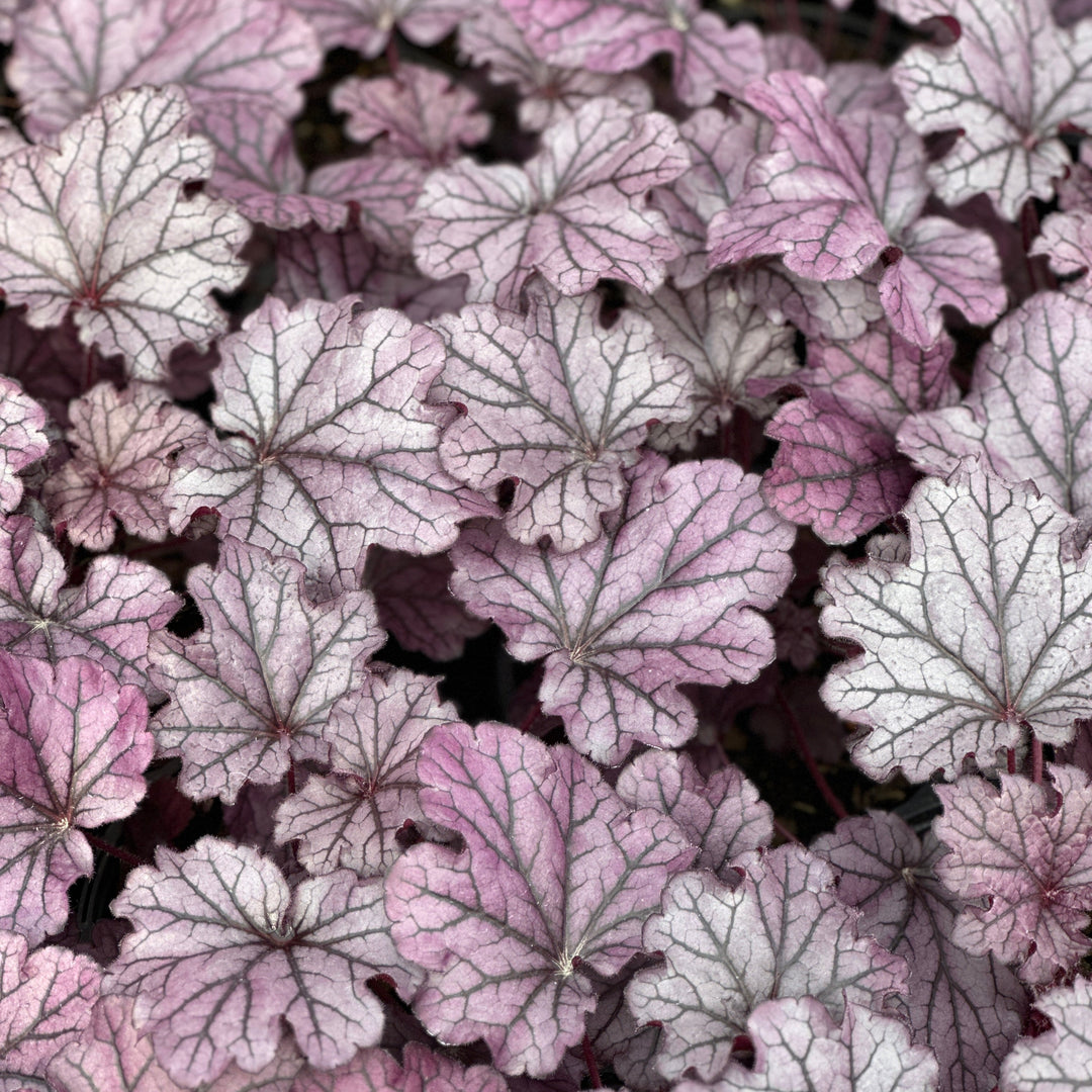 Forever® Purple Coral Bells