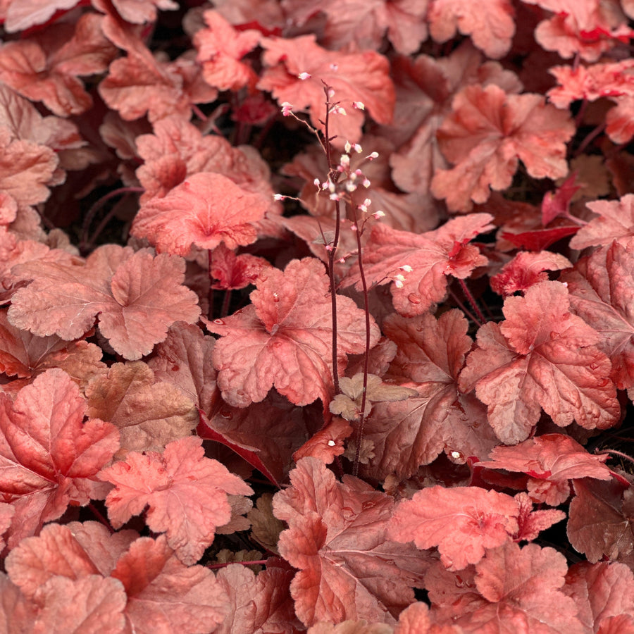 Forever® Red Coral Bells