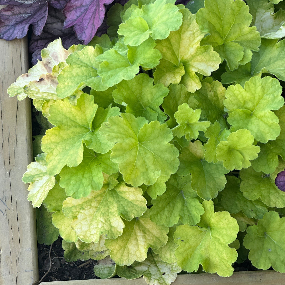 Primo® Pistachio ambrosia Coral Bells