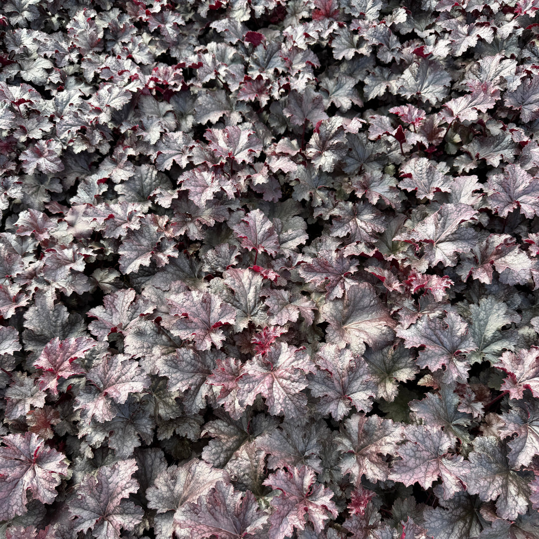 Plum Pudding Coral Bells