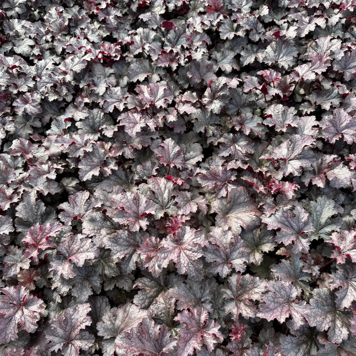 Plum Pudding Coral Bells