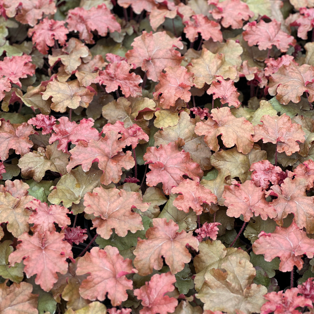 red and orange coral bells close up |Spotswood Greenery