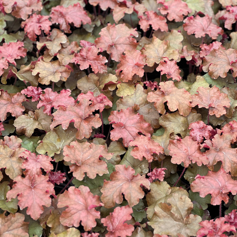 red and orange coral bells close up |Spotswood Greenery