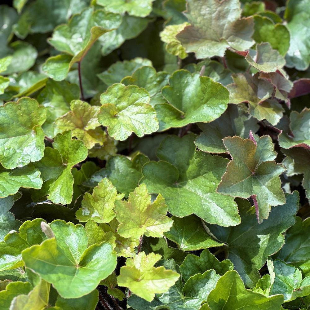 hairy alum root |Spotswood Greenery