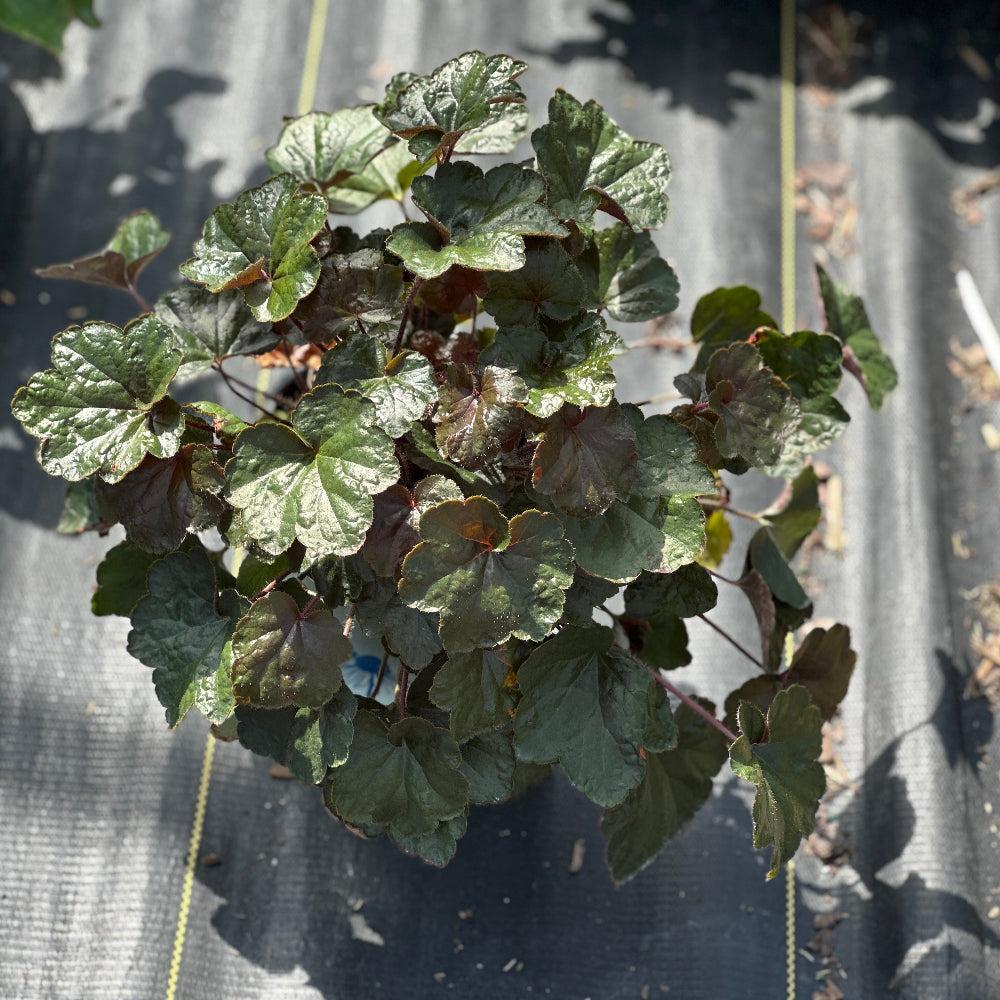 hairy alum root |Spotswood Greenery