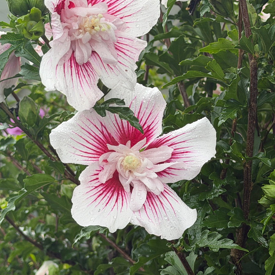 White hibiscus flowers with vibrant magenta-pink stripes radiating from the center, surrounded by lush green foliage. |Spotswood Greenery