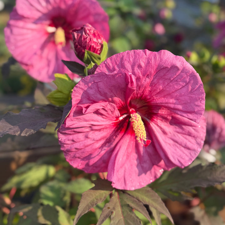 Berry Awesome Rose Mallow |Spotswood Greenery