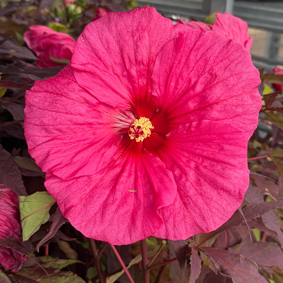 Evening Rose Rose Mallow |Spotswood Greenery