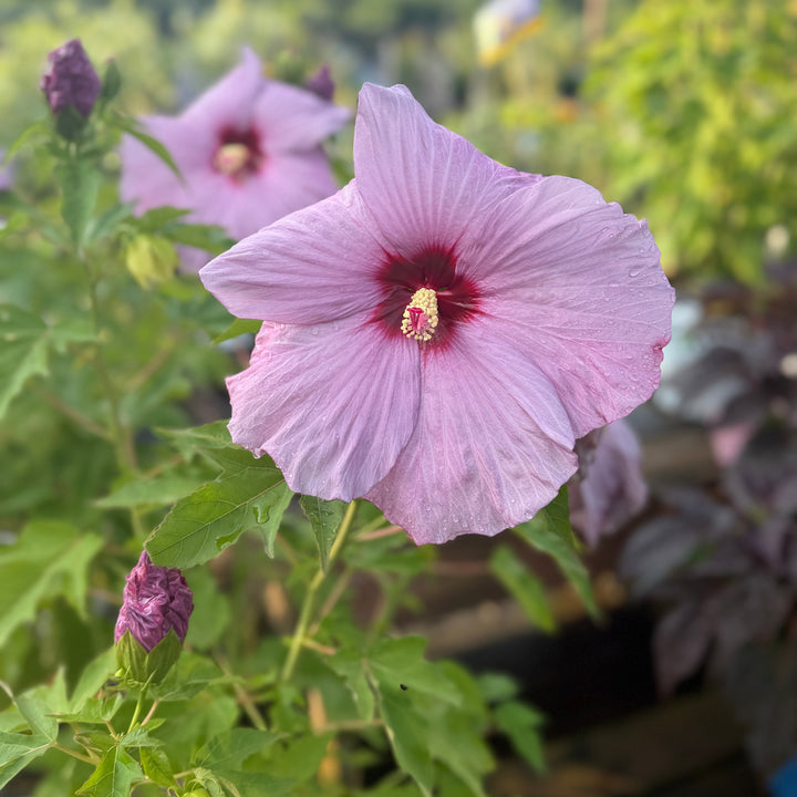 Lilac Crush rose mallow flower |Spotswood Greenery