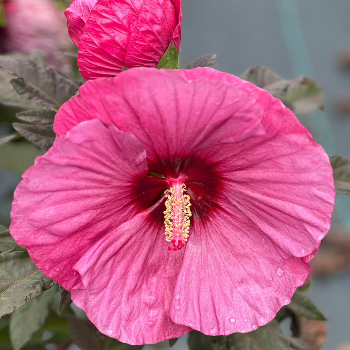 Berry Awesome Rose Mallow