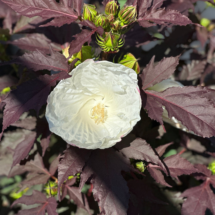 Cookies & Cream Rose Mallow