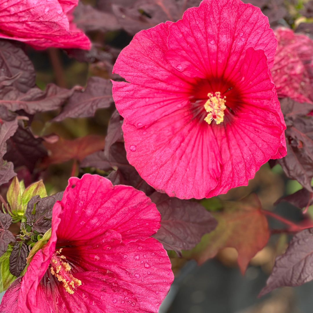 Evening Rose Rose Mallow