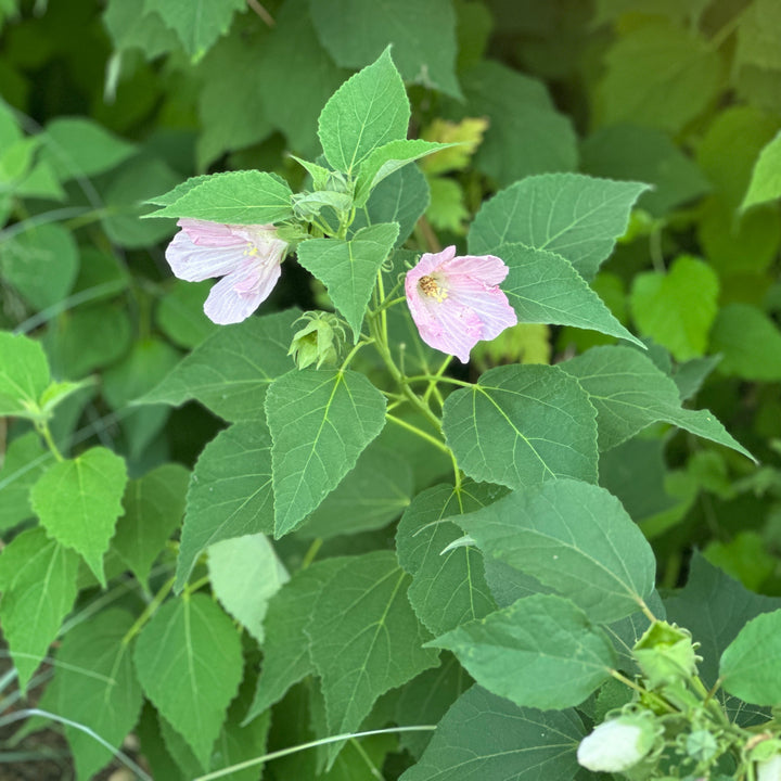Swamp Rose Mallow