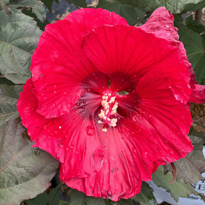 Summerific Valentine's Crush Rose Mallow