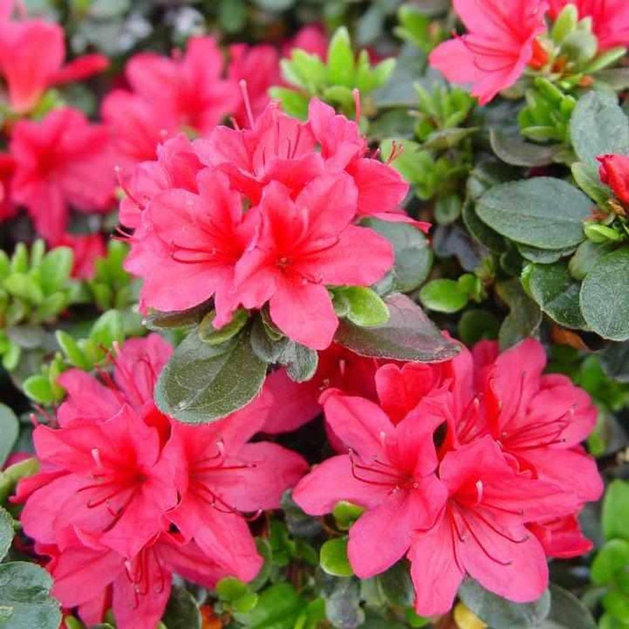 Hino Crimson Azalea |Prides Corner Farms