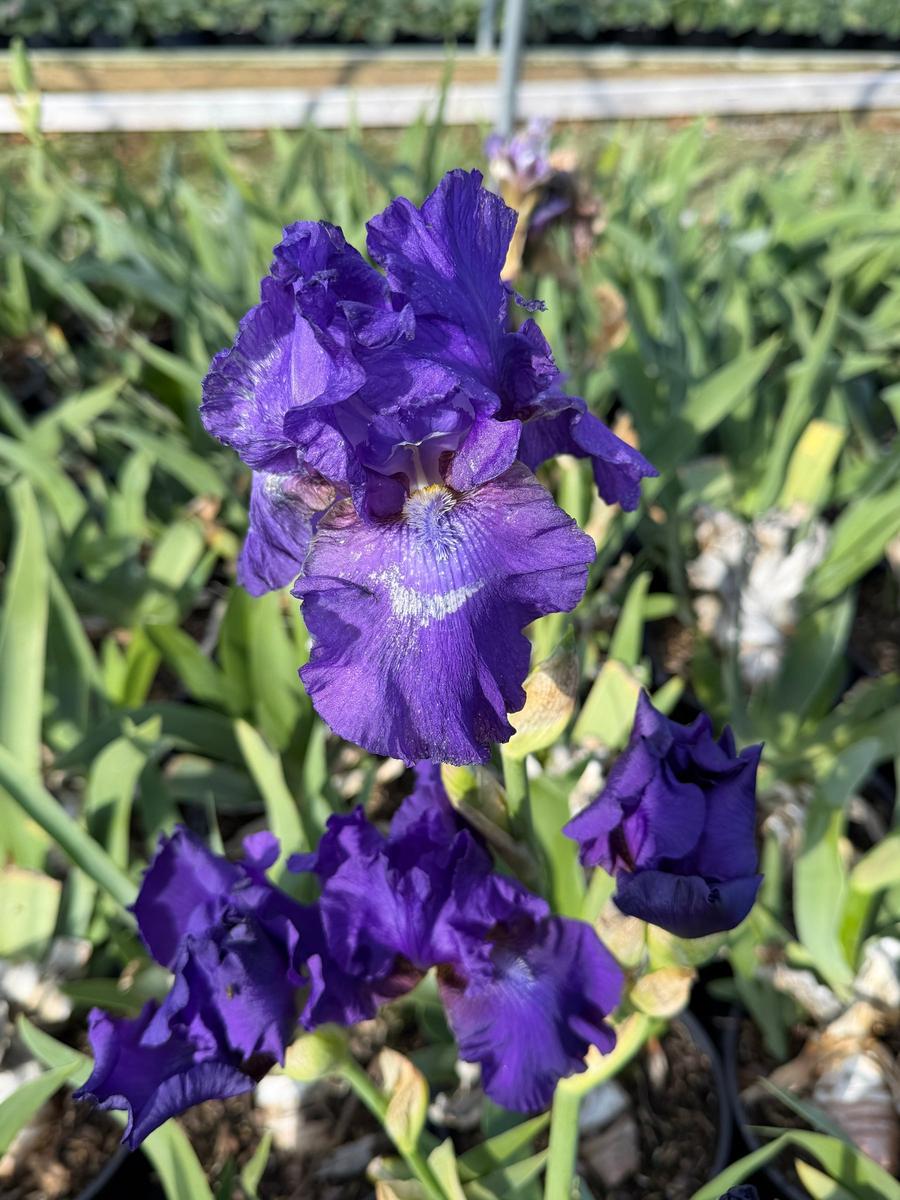 His Royal Highness Bearded Iris |Spotswood Greenery