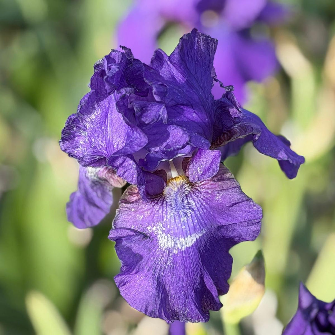 His Royal Highness Bearded Iris |Spotswood Greenery