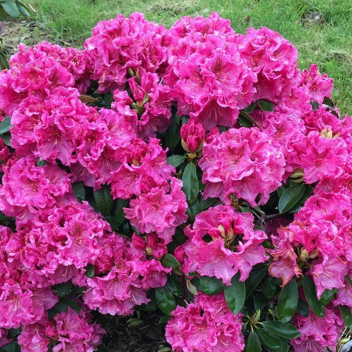 Holden's™ Raspberry Ruffles Rhododendron |Synergy