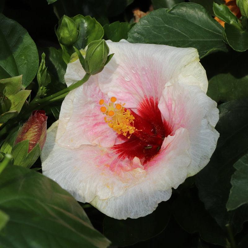 Hollywood Hibiscus® Bloom Bash®- | Proven Winners®