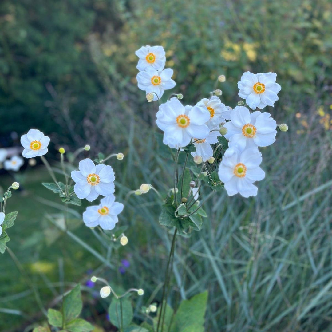 Honerine Jobert Windflower |Spotswood Greenery