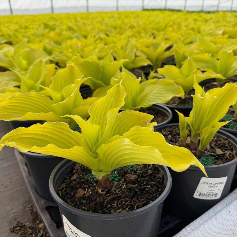 Dancing Queen hosta |Spotswood Greenery