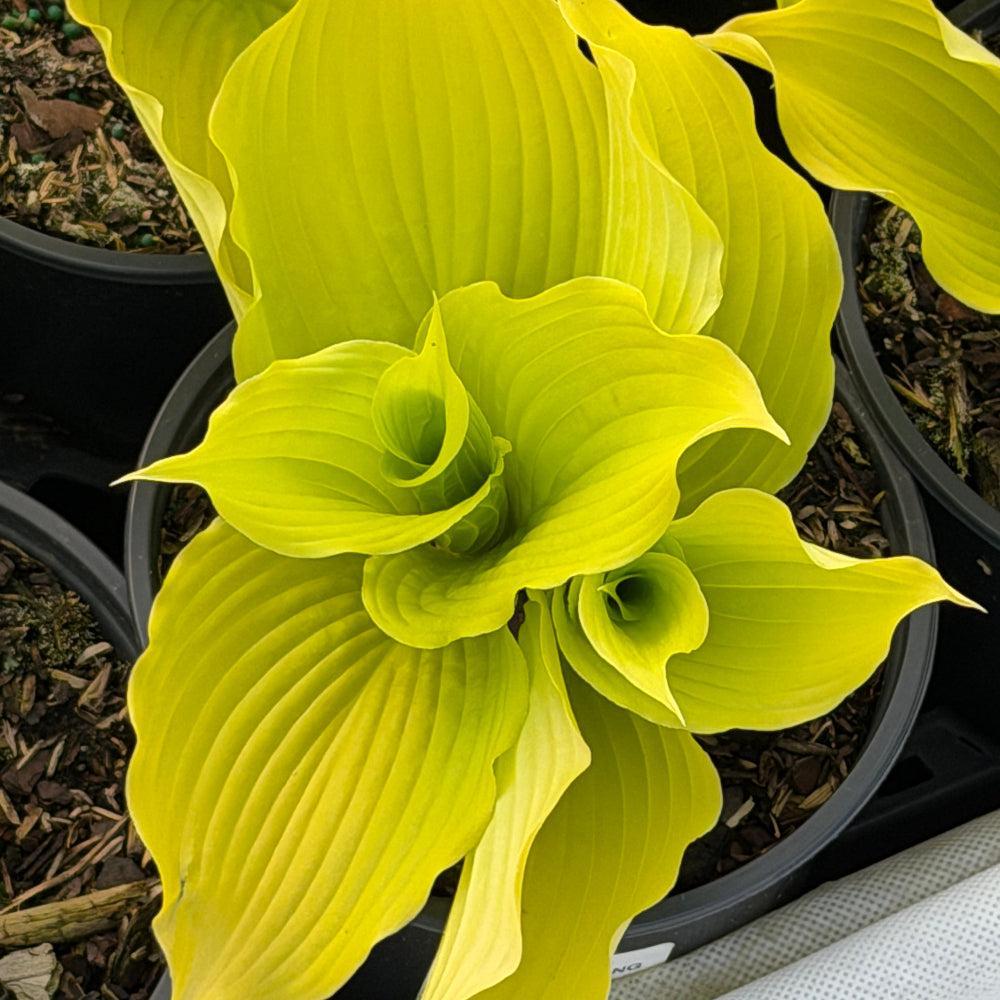 Dancing Queen hosta |Spotswood Greenery