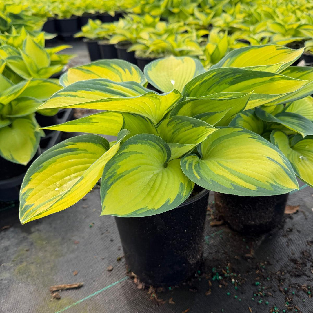 June Hosta |Spotswood Greenery