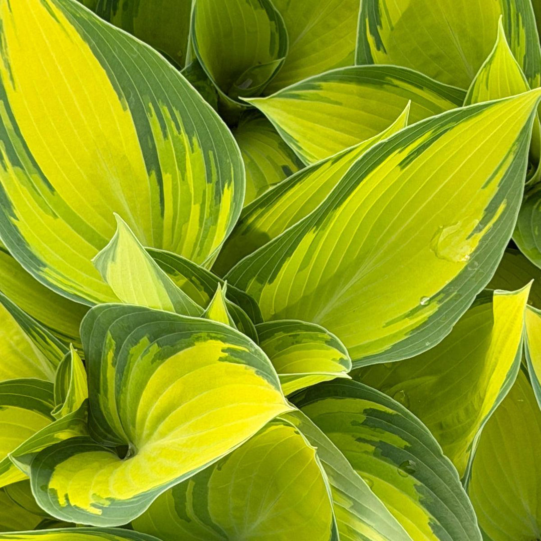 June Hosta |Spotswood Greenery