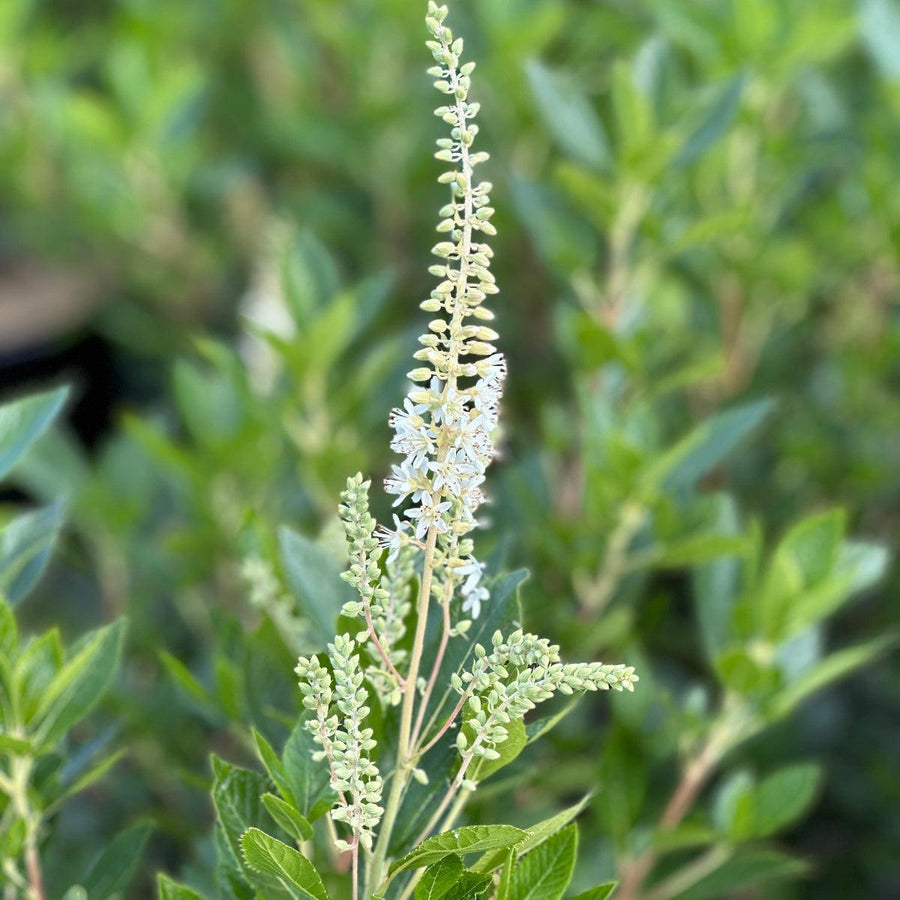 Hummingbird Summersweet |Spotswood Greenery