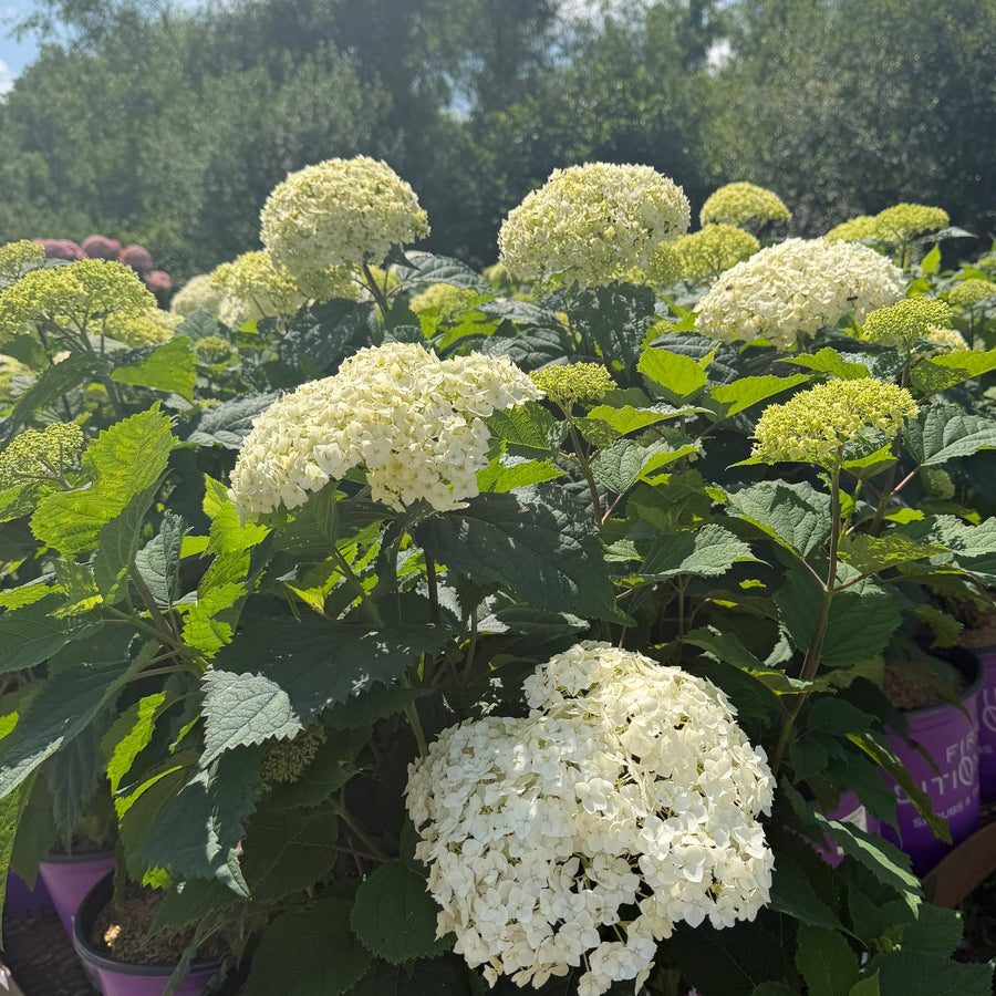 Flower Full Hydrangea |Spotswood Greenery