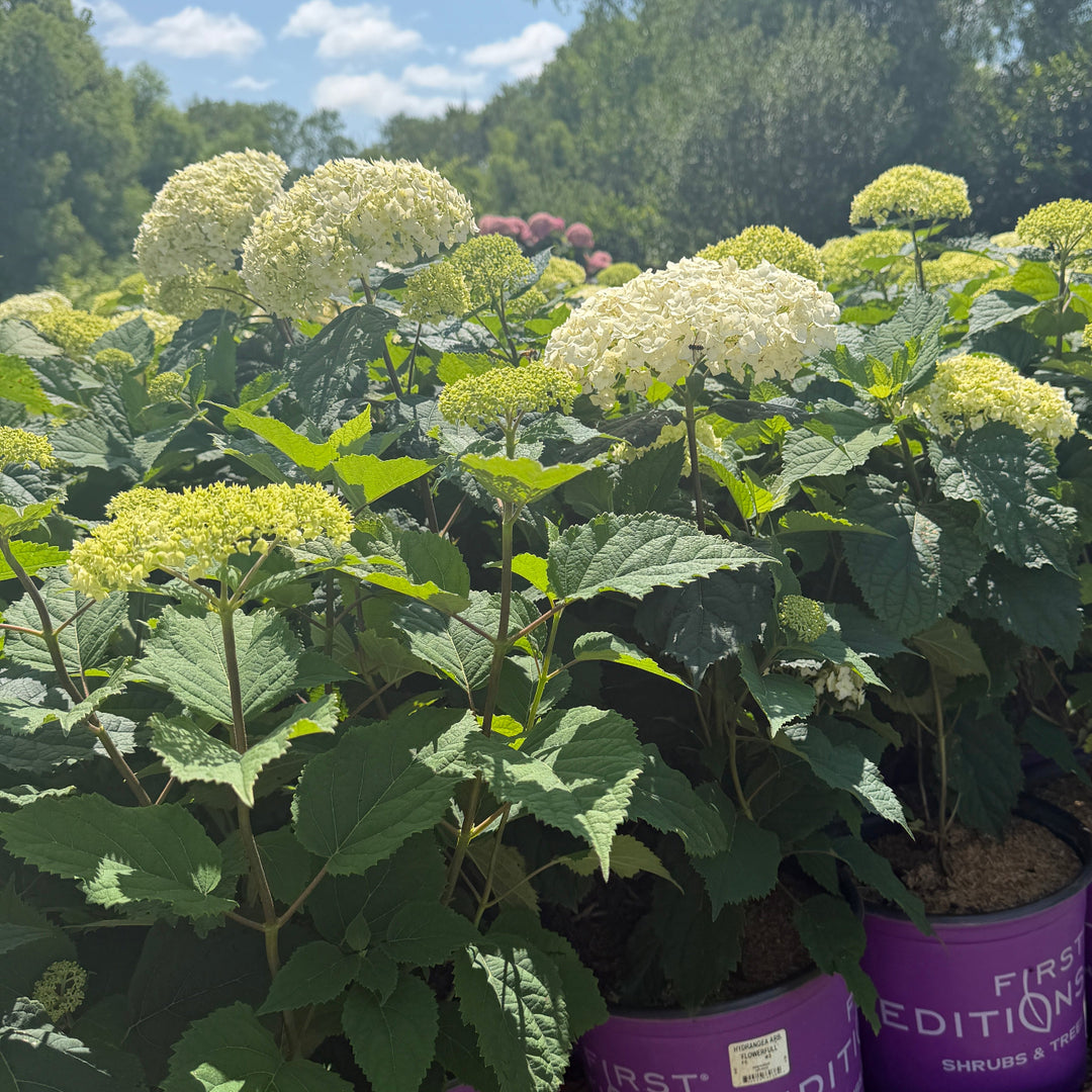 Flower Full Hydrangea |Spotswood Greenery