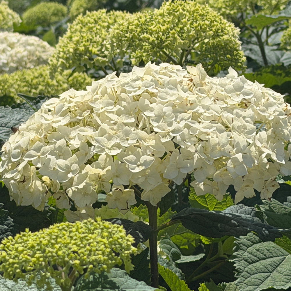Flower Full Hydrangea |Spotswood Greenery