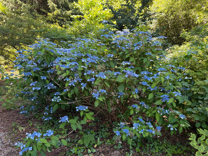 hydrangea blue billow |Spotswood Greenery