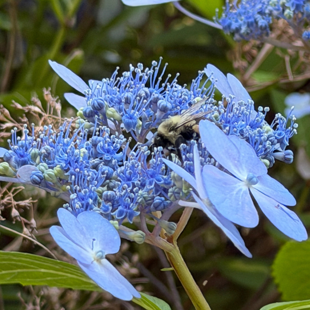 hydrangea blue billow |Spotswood Greenery