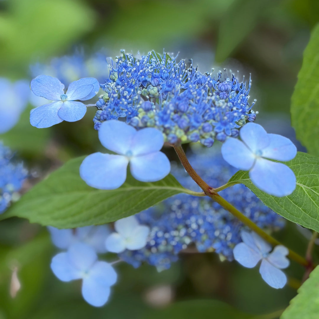 hydrangea blue billow |Spotswood Greenery